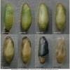 pol coelestinus pupa3 volg1